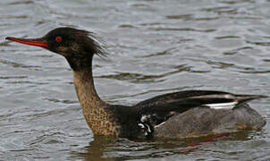 Red-breasted Merganser