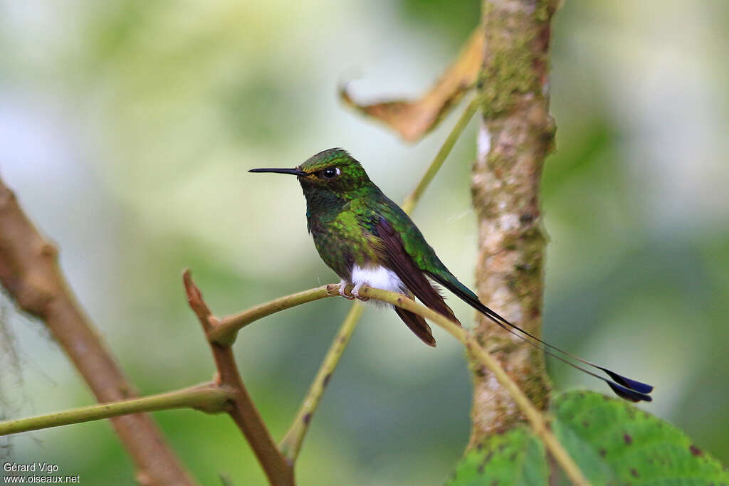 White-booted Racket-tail male adult, identification