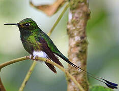 White-booted Racket-tail