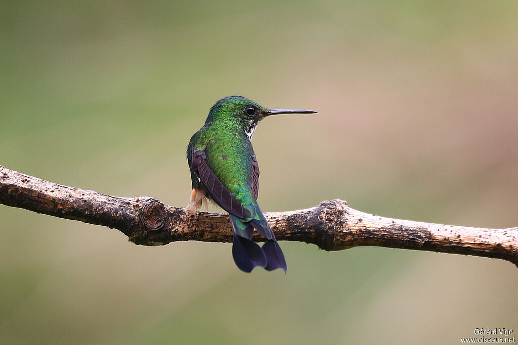 Peruvian Racket-tail male immature