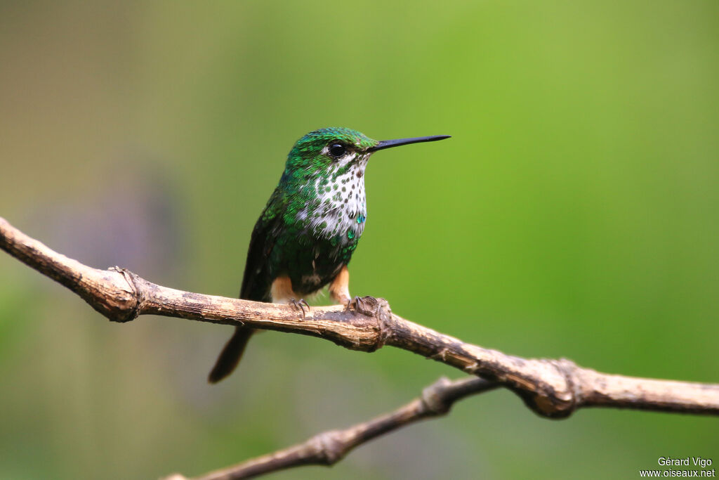 Peruvian Racket-tail male immature, pigmentation