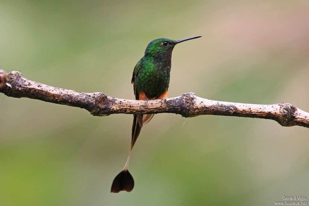 Peruvian Racket-tail male adult, aspect, pigmentation