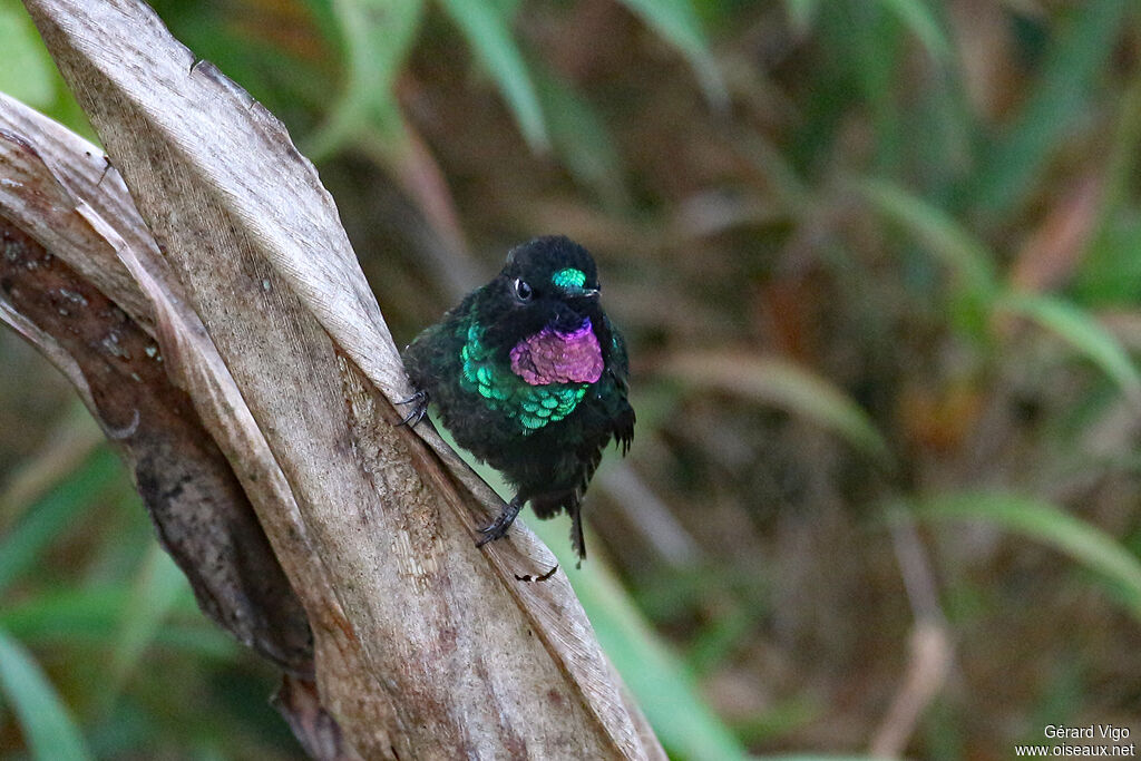 Tourmaline Sunangel male adult