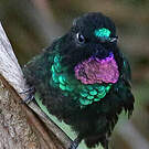 Héliange tourmaline