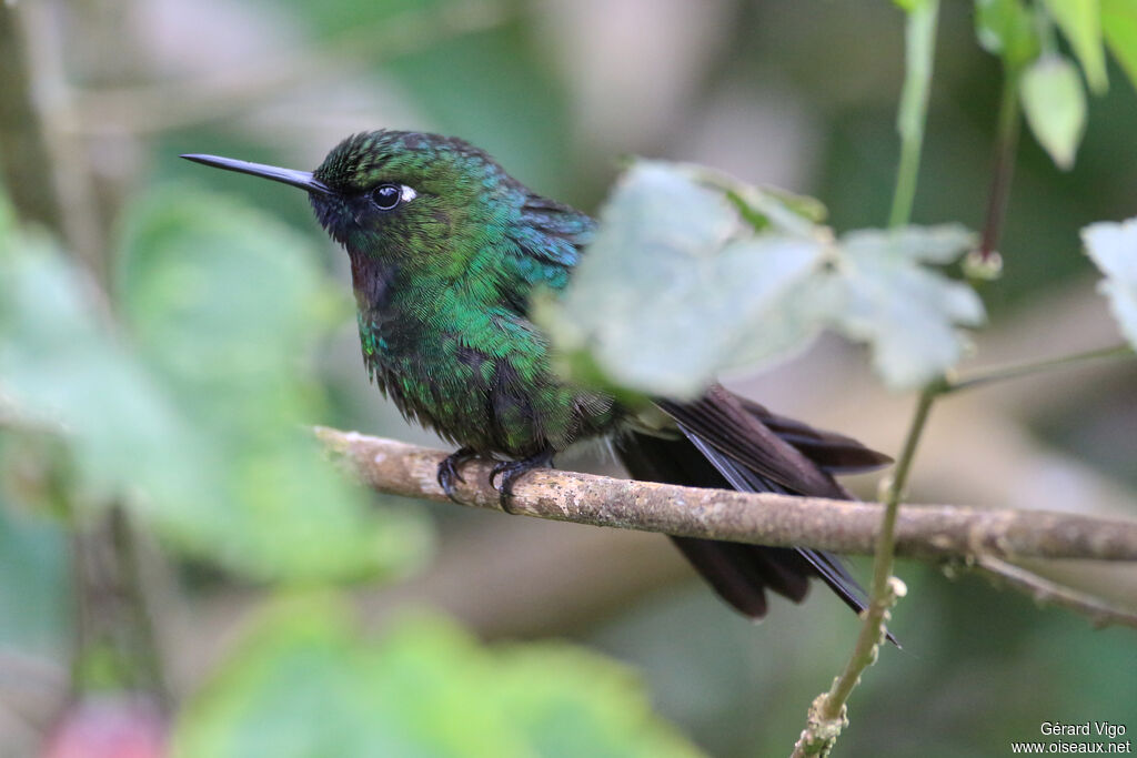 Tourmaline Sunangel male adult