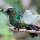 Héliange tourmaline