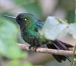 Héliange tourmaline