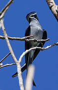 Moustached Treeswift