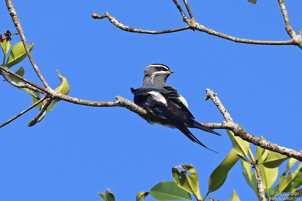 Moustached Treeswiftadult