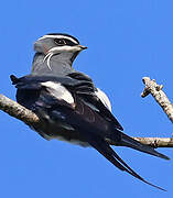 Moustached Treeswift