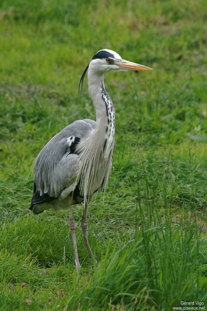 Grey Heronadult