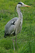 Grey Heron