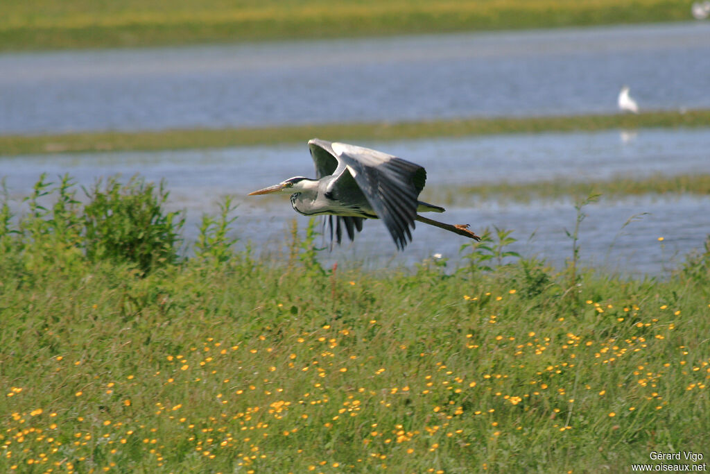 Grey Heronadult, Flight