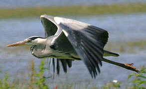 Grey Heron