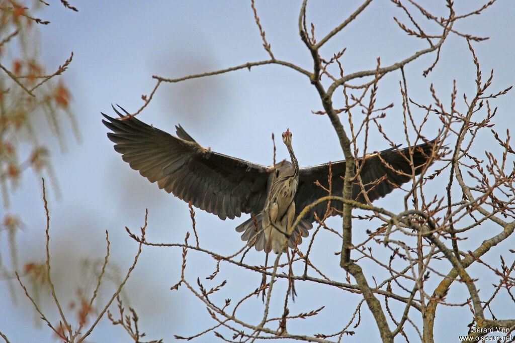 Grey Heronadult, Flight