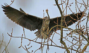 Grey Heron