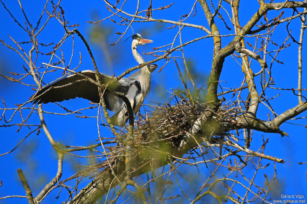 Grey Heronadult, Reproduction-nesting