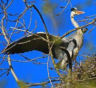 Grey Heron