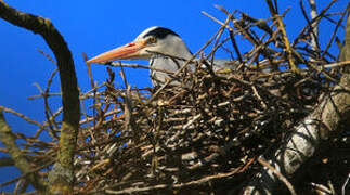 Grey Heron