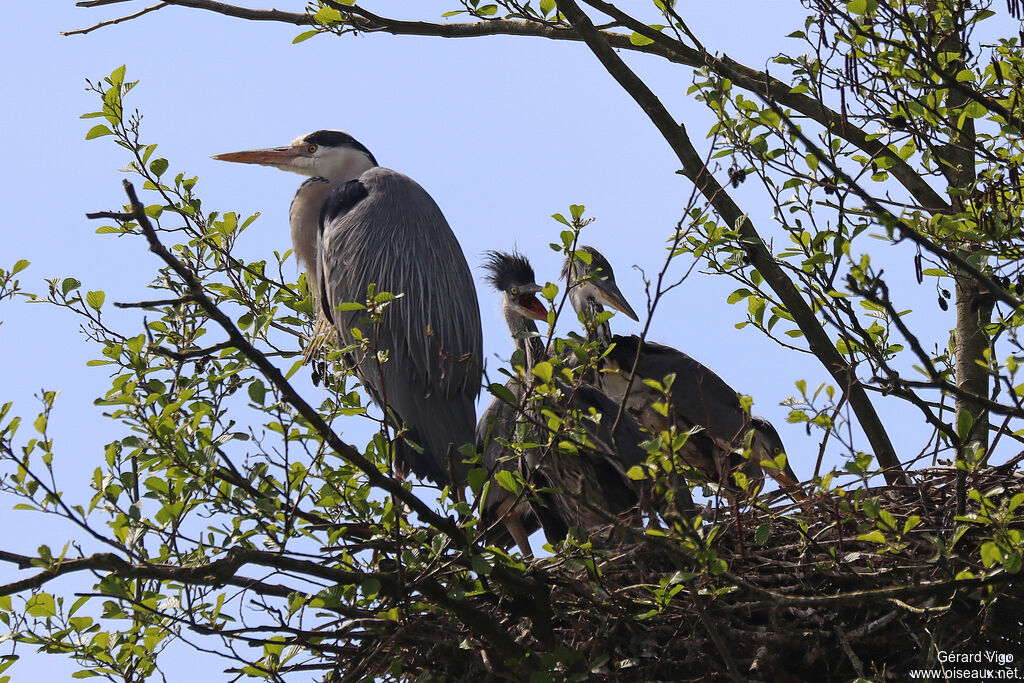 Grey Heron, habitat