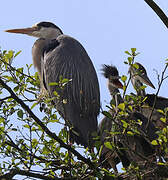 Grey Heron