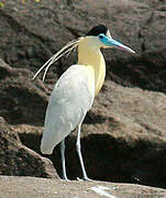 Capped Heron