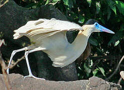 Capped Heron