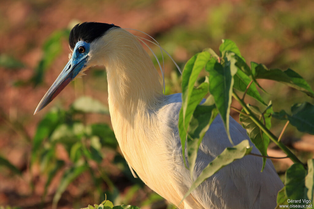 Capped Heronadult, close-up portrait