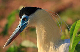 Capped Heron