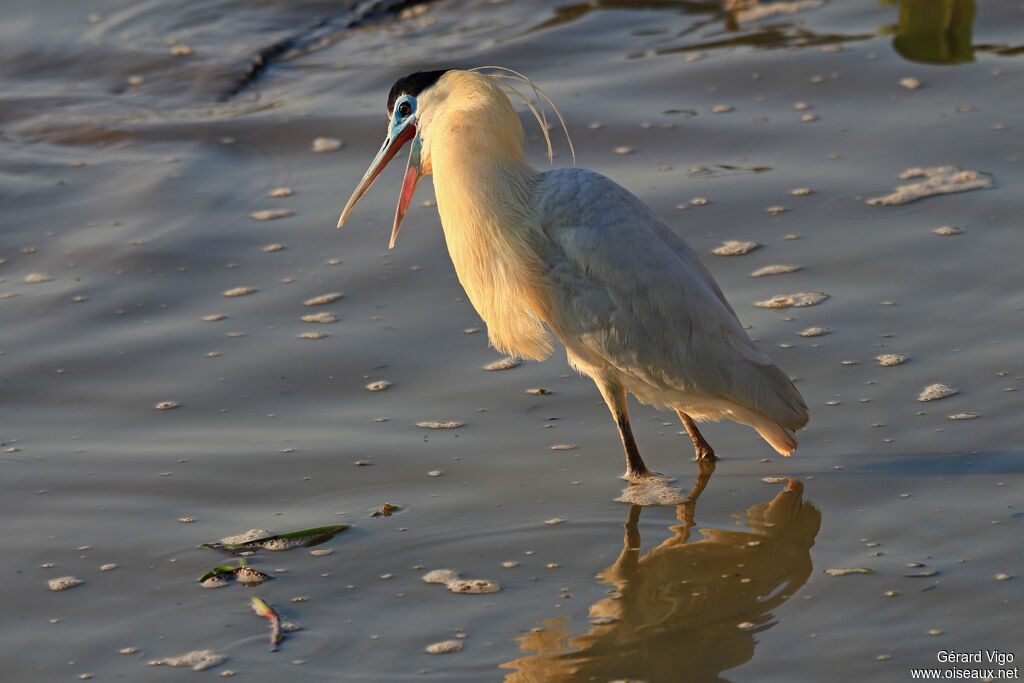 Capped Heronadult