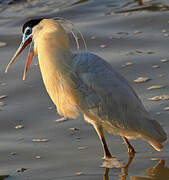 Capped Heron