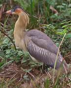 Whistling Heron