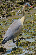 Whistling Heron