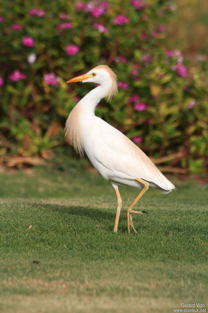 Western Cattle Egretadult