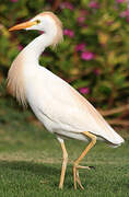 Western Cattle Egret