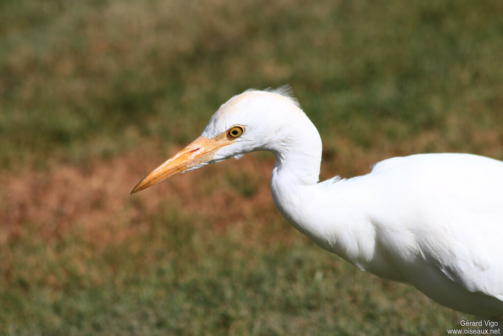 Western Cattle Egretadult