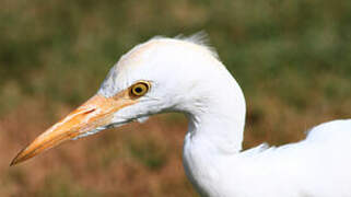 Western Cattle Egret