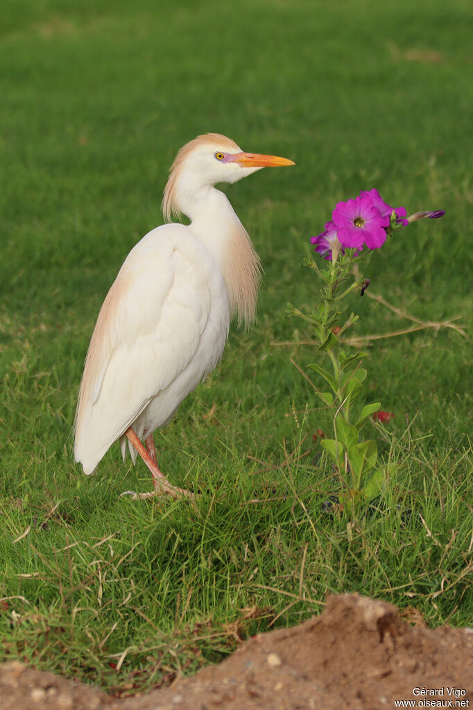 Western Cattle Egretadult breeding