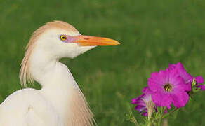 Western Cattle Egret