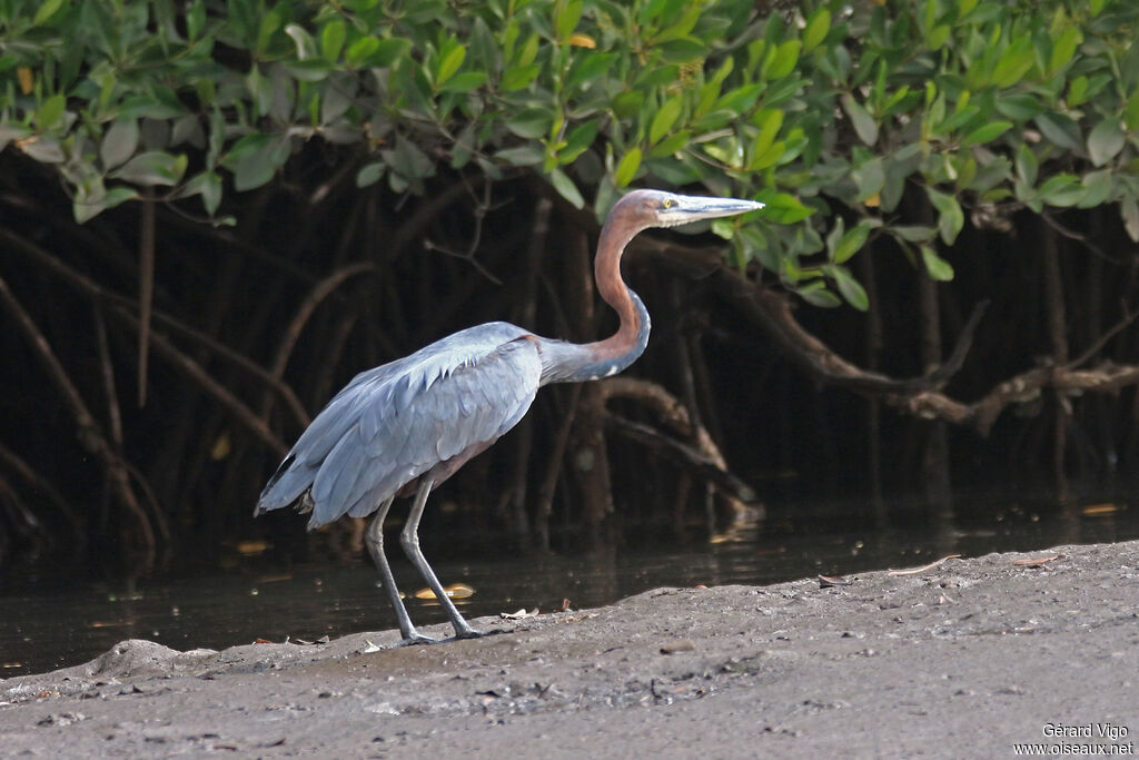 Goliath Heronadult