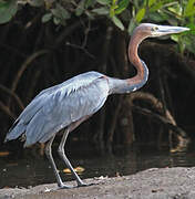 Goliath Heron