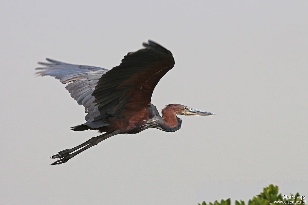 Goliath Heronadult, Flight