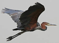 Goliath Heron