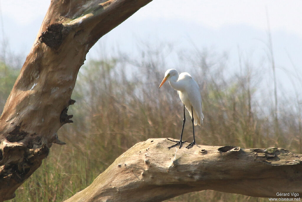 Medium Egretadult