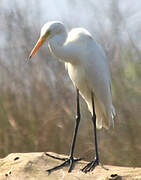 Medium Egret