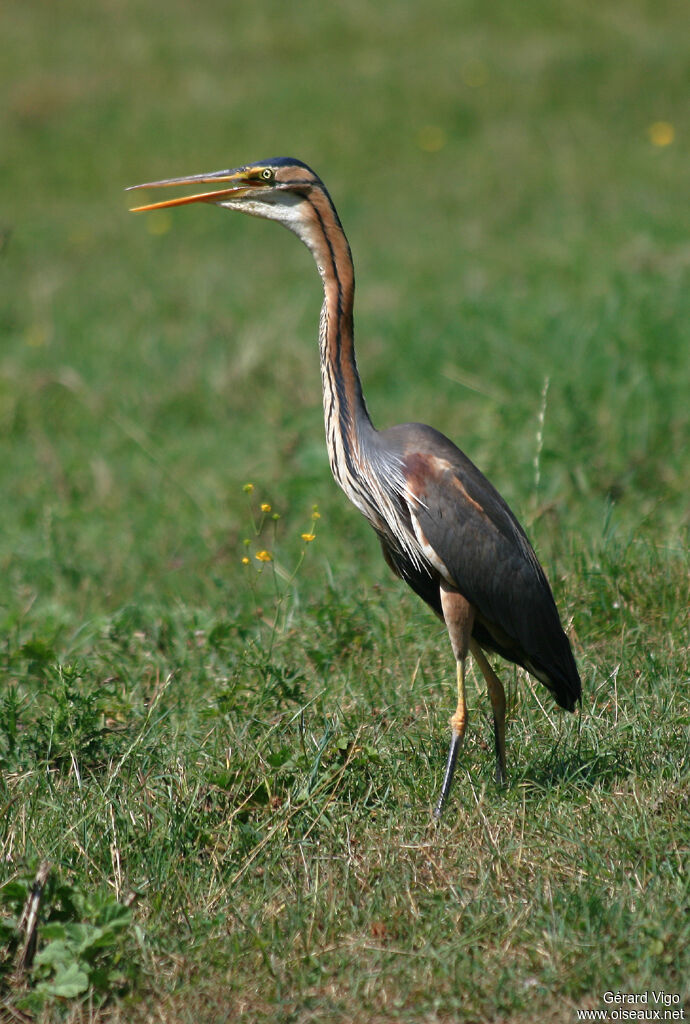 Purple Heronadult