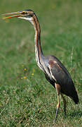 Purple Heron