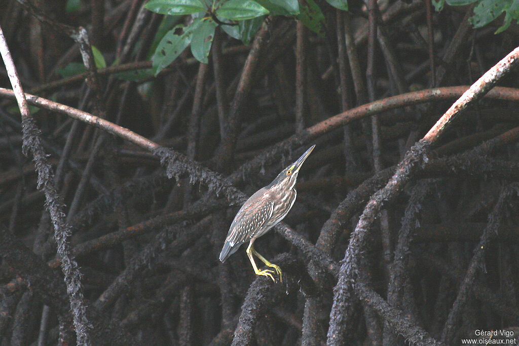 Striated Heronjuvenile