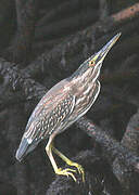 Striated Heron