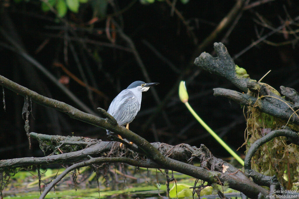 Striated Heronadult